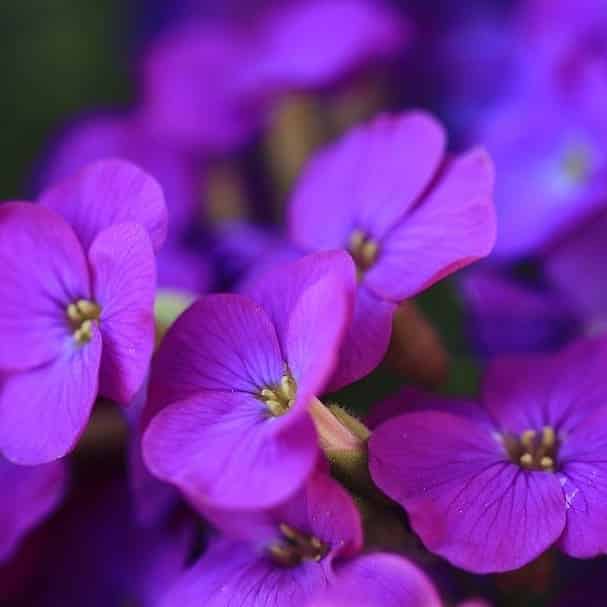 fleur printanière : Aubriete