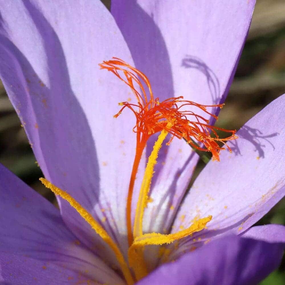 fleur printanière : crocus fleur printanière : crocus