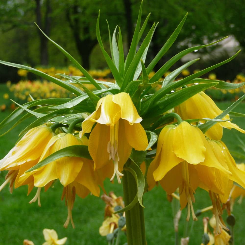 fleur printanière : Fritillaire fleur printanière : Fritillaire