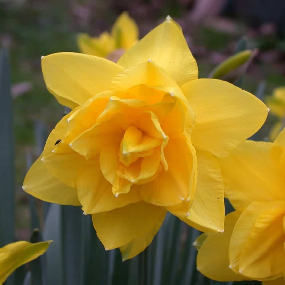 fleur printanière : Jonquille fleur printanière : Jonquille