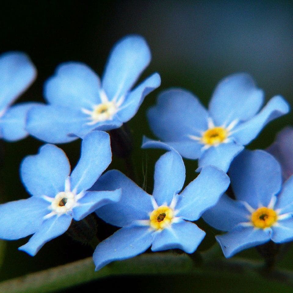 fleur printanière : Myosotis fleur printanière : Myosotis