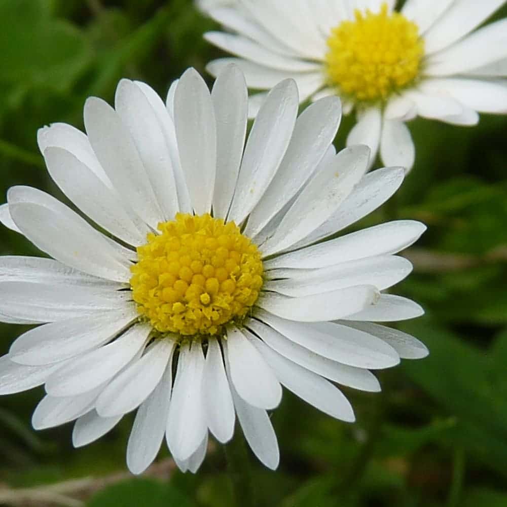 fleur printanière : Paquerette fleur printanière : Paquerette