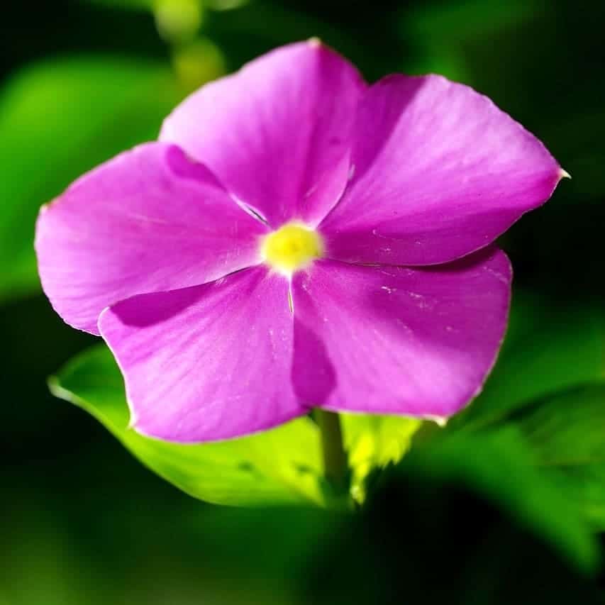 fleur printanière : Pervenche fleur printanière : Pervenche