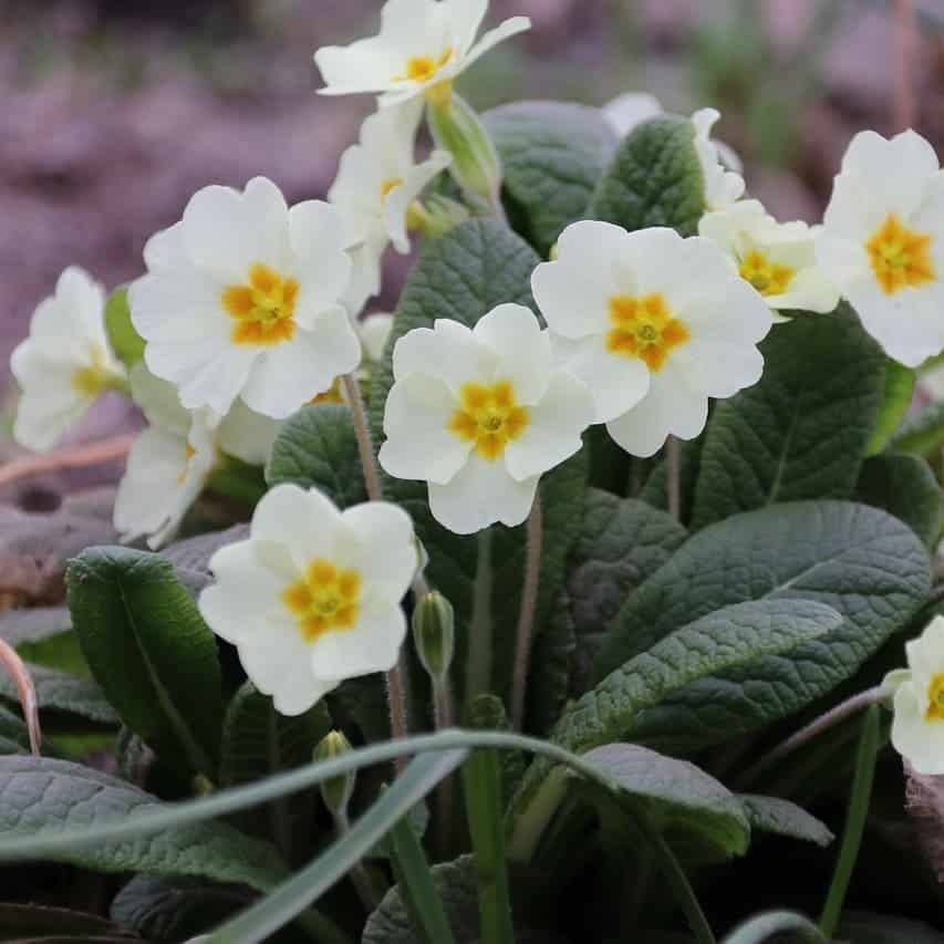 fleur printanière : Primevère